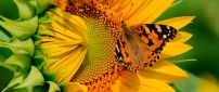Orange butterfly on a sunflower - Happy summer day