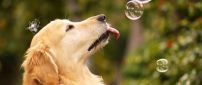 Sweet dog play with water soap balloons