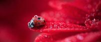 Macro water drops on a little ladybug - HD wallpaper