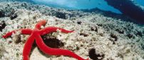 Red starfish in the middle of the ocean - HD see animals