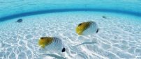 Two white and yellow fishes in the clear ocean water