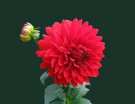 Beautiful red Dahlia flower - Perfume