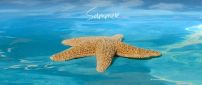Big starfish in the blue ocean water - Summer holiday