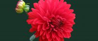 Beautiful red Dahlia flower - Perfume