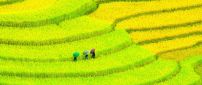 Green meadows in Asia - Walk on the paths
