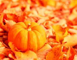 Wonderful orange pumpkin on an Autumn leaves carpet
