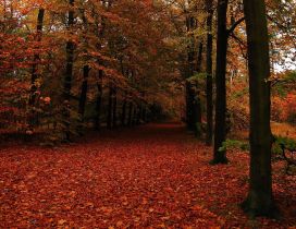 Welcome beautiful Autumn season - Rusty carpet of leaves
