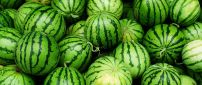 Green wallpaper - lots of watermelons - delicious fruit