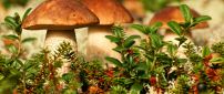Delicious mushrooms on a wonderful Autumn season