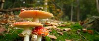 Poison mushrooms in the forest - Autumn season