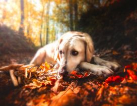 Sad dog sit on a leaves Autumn carpet - HD wallpaper