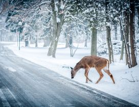 Friendly deer near the road - Beautiful winter cold season