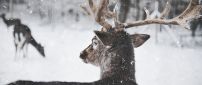 Wonderful winter season for a deer family - Wild animal