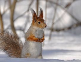 Sweet little squirrel in the snow - HD wallpaper