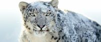 Snow on a furious Siberian tiger - HD wallpaper