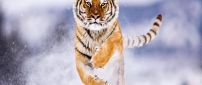 Spectacular jump in the snow - Furious tiger