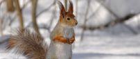 Sweet little squirrel in the snow - HD wallpaper