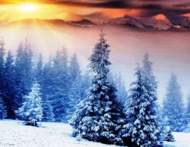 Beautiful winter season - Snow over the trees
