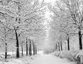 White path full with snow in the park - HD wallpaper