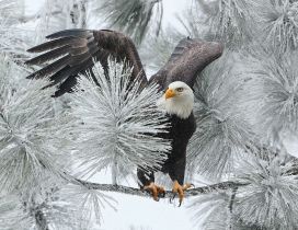 Big black eagle on a frozen branch of tree - Wonderful photo