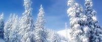 Wonderful white snow over the trees - Winter season