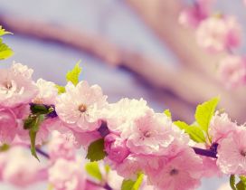 Spring blossom trees - Wonderful cherry flowers