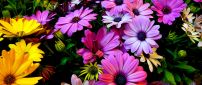 Pink and yellow spring flowers in the garden - HD wallpaper