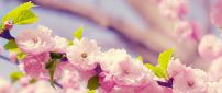 Spring blossom trees - Wonderful cherry flowers