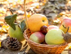 Autumn fruits - Basket full with delicious apples