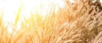 Autumn sunlight over the wheat field - HD wallpaper