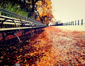 Path full with autumn leaves near the park - HD wallpaper