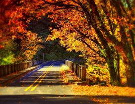 Tunnel Autumn trees - Wonderful sunny day Autumn season