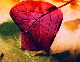 Wonderful macro Autumn leaf - Intense red color
