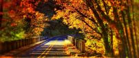 Tunnel Autumn trees - Wonderful sunny day Autumn season