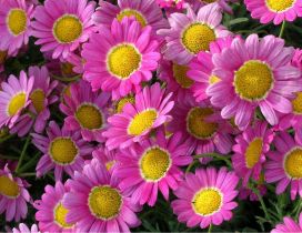 Beautiful pink Marguerite Daisy flowers in all background