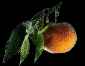 Wonderful macro frozen water drops on a citrus - Fresh fruit