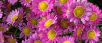 Beautiful pink Marguerite Daisy flowers in all background