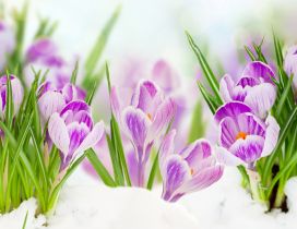 Good morning beautiful purple Crocuses spring flowers