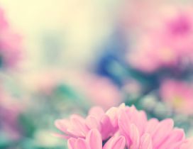 Pink flowers - Wonderful blurry wallpaper