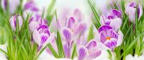Good morning beautiful purple Crocuses spring flowers