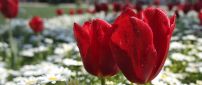 Wonderful red tulips in the garden - Spring flowers