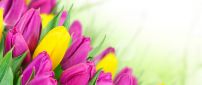 Perfect bouquet of beautiful spring flowers - Tulips
