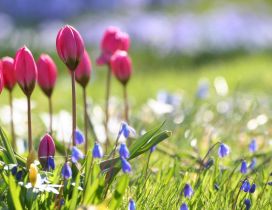 Pink tulips and blue flowers in the garden -Spring sunny day