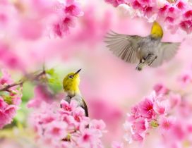 Two little birds singing in the blossom tree - Pink flowers