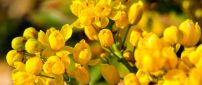 Wonderful yellow flowers - Enjoy spring perfume