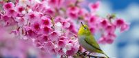 Beautiful Japanese cherry blossom tree - Bird sing spring