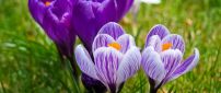 Wonderful purple and white crocuses spring flowers