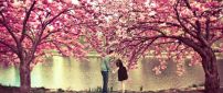 True love under the spring blossom cherry trees - Season