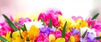 Magic colors in a wonderful bouquet of spring flowers
