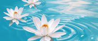 Three white waterlilies on a blue water - Flower perfume